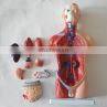 Human Body Anatomy Sexless Torso Model photo-4