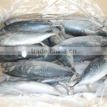 Hot sale Frozen Fish Bonito Whole Round Exporting