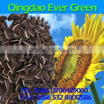 new crop chinese Sunflower Seeds 5009