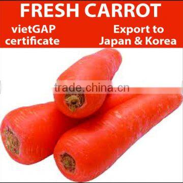 Supply Fresh Carrot