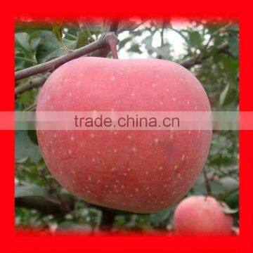 Hot sale wholesale prices apple fruit