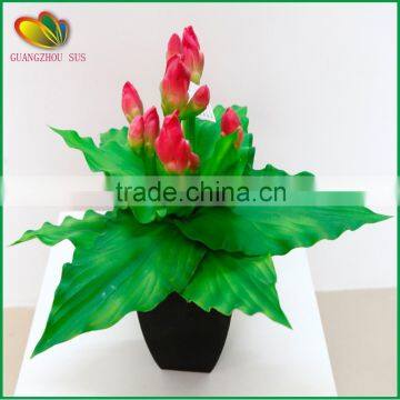 Wholesale High Quality Cheap Mini Yucca Plant Bonsai Tree for Sale
