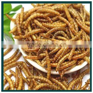 5KG High protein wholesale organic chicken feed Dried mealworms bird reptile food