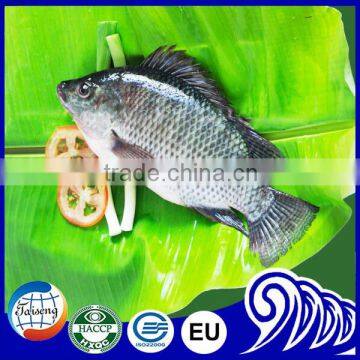 Good Price Frozen Whole Round Black Tilapia