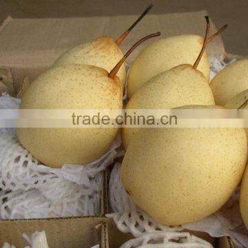2015 New Crop Fresh Pears Bulk Purchase photo-4