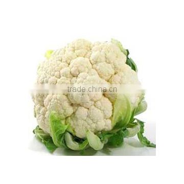 Fresh Cauliflower for sale