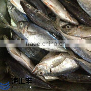 Bulk pack frozen horse mackerel BQF from China