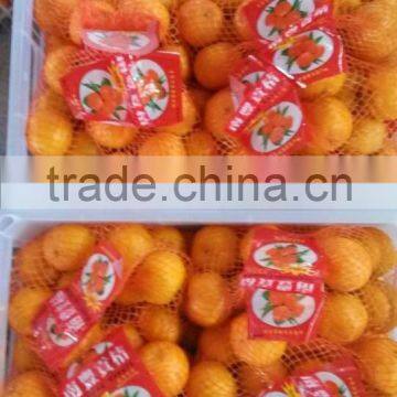 Chinese Fresh Citrus Orange Cheap Selling photo-3