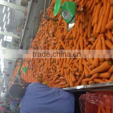 Sweet Fresh Carrot With Competitive Price photo-4