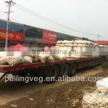 fresh garlic for sale (shouguang factory)