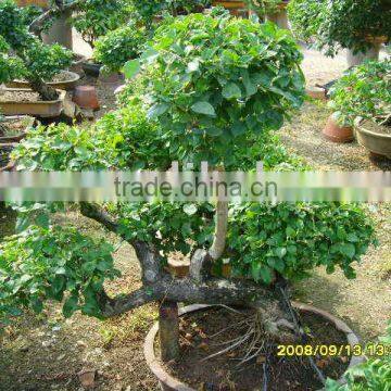 Bougainvillea