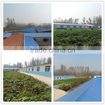 High Protein Bird Food Dried Mealworm Organic photo-4