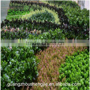 SJLJ013642 Factory Price Artificial Green Wall for Wall Decoration photo-3