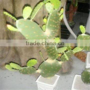 SJM091010 Hot sell decoration artificial hoodia cactus/opuntia dillenii haw