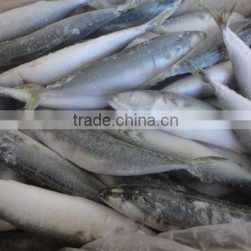 Frozen Pacific Mackerel photo-3