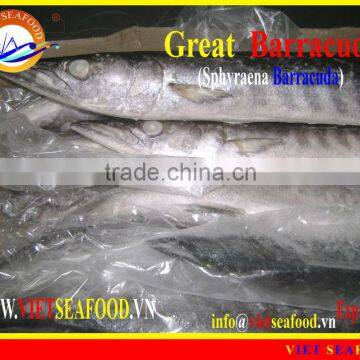 FROZEN WHOLE ROUND BARRACUDA FISH photo-5