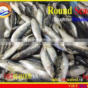 FROZEN MARUADSI (ROUND SCAD) photo-6