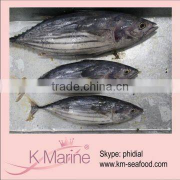 Marine Fresh Sea Frozen Tuna Skipjack lot number#kmw4040