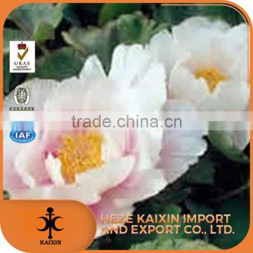 for courtyard terrace decoration anti-inflammation peony root bark p.e. 98% paeonol