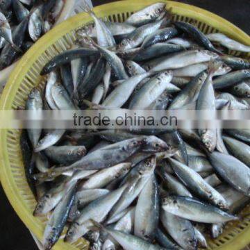 frozen horse mackerel fish