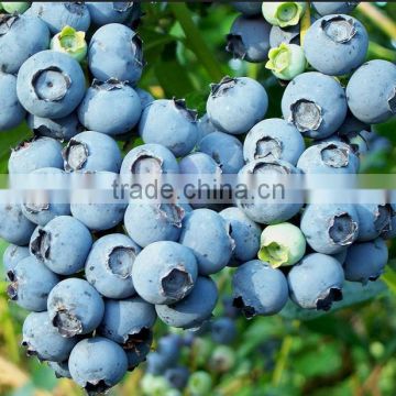 3-4 Grades Blueberry Grading Machine/Blueberry Sorting Machine/Blueberry classifying machine