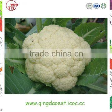 Organic Green Vegetables Fresh Cauliflower From China photo-4