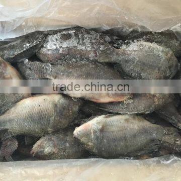 Wholesale Frozen Tilapia Bream 100-200G to Africa photo-2