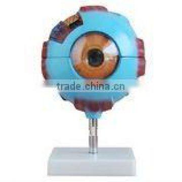 Giant Eye Model