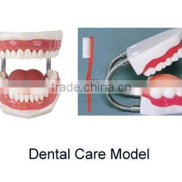 Dental Care Model