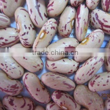 long light speckled kidney bean