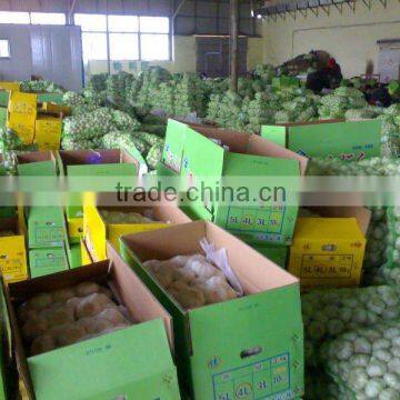 Fresh Natural Garlic in Carton Package, New Crop