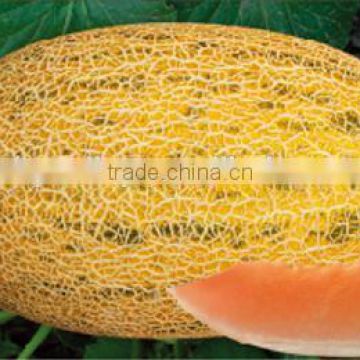 Cantaloupe seeds hybrid muskmelon seeds hami melon seeds For planting-Lian chuang Mi