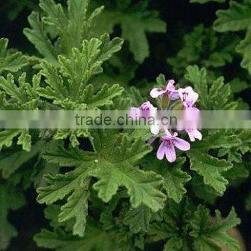 Pelargonium graveolens (rose geranium)