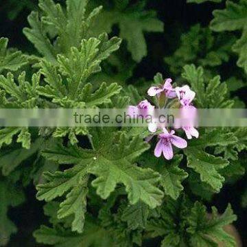 Pelargonium Graveolens (rose Geranium)
