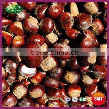 Yanshan Fresh Chinese Chestnut Nuts with Bright Color