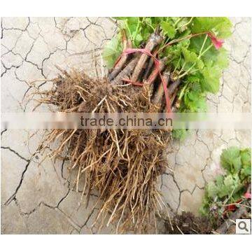 Easy Survival Putao Shu:The Grape Seedling photo-4