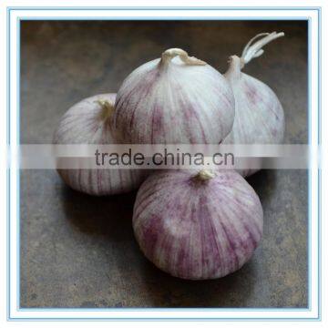 Organic one bulb garlic, fresh one clove garlic, Pearl Garlic wholesale