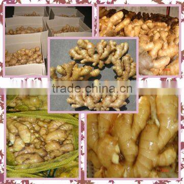 Fresh Washed Ginger photo-2