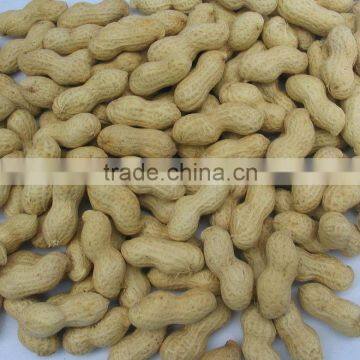 good quality big Chinese raw peanut in shell