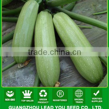 SQ05 Bisheng mid-early f1 hybrid squash seeds, stronger disease resistant