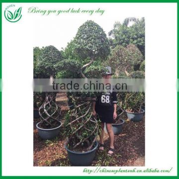 out door plants-2 layer ficus cage