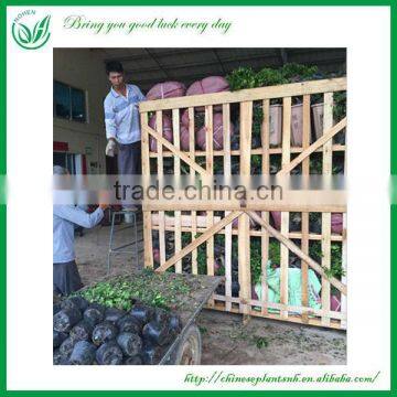 Green Plants Ficus Ginseng Bonsai photo-5