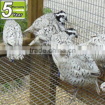 quail cage with feeders