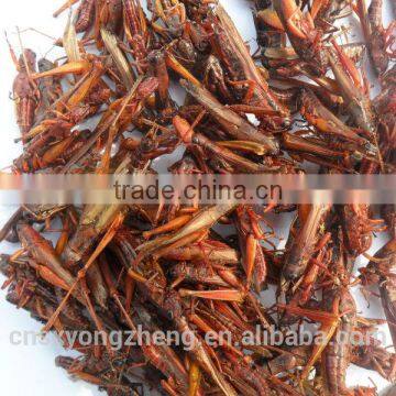 Animal feed supplies Microwave dried locusts dog fish treats