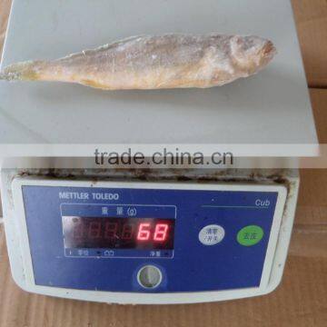 Frozen Yellow Croaker 55/75 G/pc photo-4
