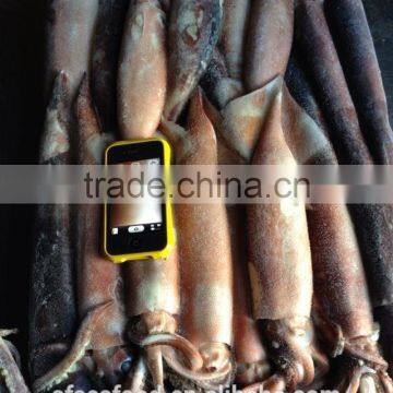 White Board of Japanese Squid photo-2