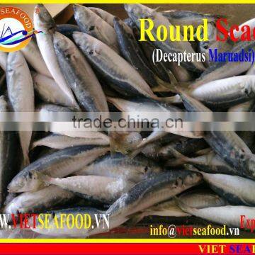 FROZEN MARUADSI WHOLE ROUND (ROUND SCAD) photo-4