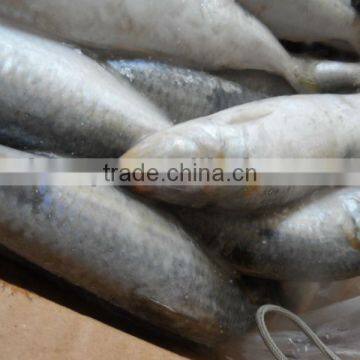 8-10pcs/kg Sardine W/R new coming for can