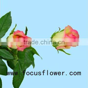 beautiful flower rose fresh rose hopeshow in good service factory prize supply