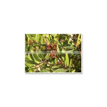 Shikakai Oil photo-2